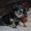 Teacup Male Yorkie Puppy