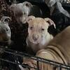 Summer puppies Ready 