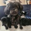 Shih Tzu pure bred pups available Rare Black Females $1,200 and Black and White Males $1,000 Riverton, IL