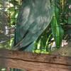 Blue Pied  male  with lutino female pair