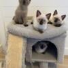 Siamese Kittens 