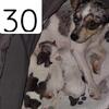 Chihuahua Female Puppies