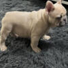 Lilac Fawn Fluffy Carrier Male French Bulldog