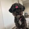 Looking for Stud Poodle Miniature or Shih Tzu