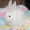 Netherland dwarf an lion head