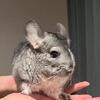 Chinchillas