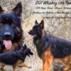 Long Coated German Shepherd pups AKC registered