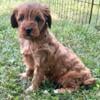 Cavapoo Puppy Dog for Sale- No puppy Mill