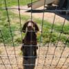 German Shorthaired Pointer puppies