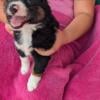 Mini Australian Shepherd pups adorable & loving