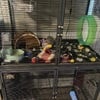 5 Male Rats and Double Critter Nation Cage