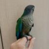 1 baby green cheek conures for adoption