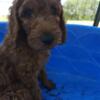 Lucky Kentucky Irish Doodles, 10 weeks, potty trained