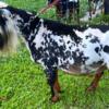 Nigerian Dwarf goats