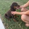 AKC Doberman female, 9 weeks