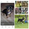 Abkc bully for sale