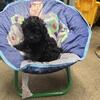 Black male poodle pup