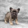 Exotic Puppy Frenchies ( FLUFFY, BIG ROPE )