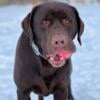 AKC Black Female Labrador Retriever Puppies