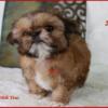 AKC Shih Tzu - Tiny - Male Puppy