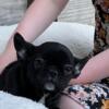 FRENCH BULLDOG PUPPIES Memorial Day sale