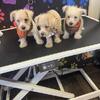 Westipoos two boys