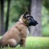 Belgian Malinois Puppies