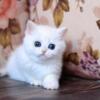 NEW!!!! Elite British kitten from Europe with excellent pedigree, female. Naomi