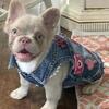 Female fluffy French bulldog