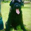 Wanted:  Black Russian Terrier