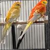 Male female pair of Orange mutation Red Rump parakeets