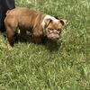 English bulldog 