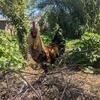 Bogo Specials   Chicks  /Laying  Hens/ Free Roosters/