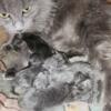 Nebelung kittens, long haired blue silver kittens with beautiful green eyes
