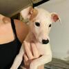 Whippet Puppies- Taking First Pick Deposits