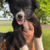 Purebred Border Collies 