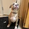 Bluenose puppy pitbull (Boy)