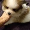 AKC Pomeranian puppies