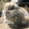 Lionhead bunnies