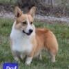 Pembroke Welsh Corgi puppies near Beulaville NC 