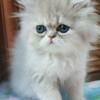 Doll Face Persian Kittens