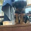 Akc yorkies