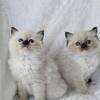 RAGDOLLS TICA REGISTERED PURE BREED