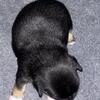 2 female Frenchies for sale 
