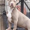 McLeod Legacy Bullies XL American Bullies 
