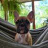 FRENCH BULLDOG- AKC-SHOTS