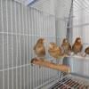 Young canaries rehome