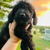 CKC Male Schnoodle Puppy