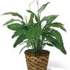 Plants/Flowering Plants