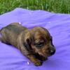 Every family NEEDS an adventure buddy. **Brindle** Poppy - Miniature Dachshund